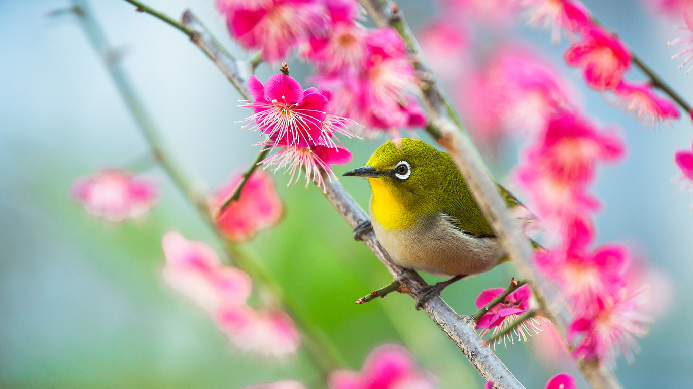 , , , , ,  , ,  , white-eye, , 