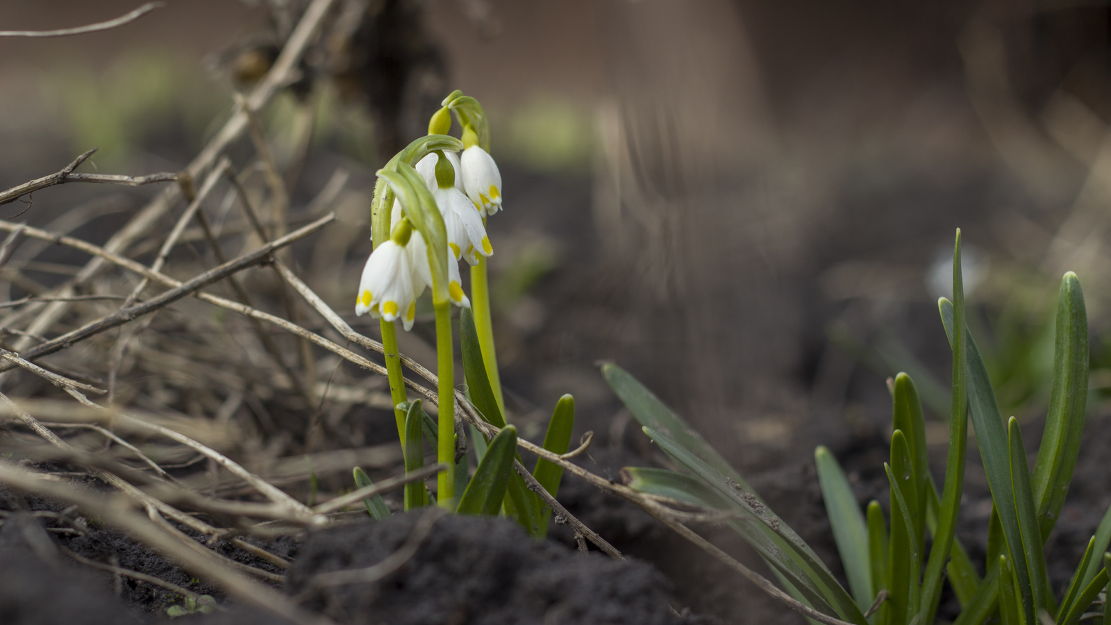 bart, , , , , , , , spring, flower, side, macro, forest, leaves, bokeh, branches, , , , , , leucojum