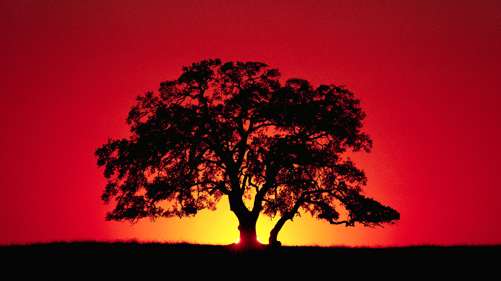 tree, rays, silhouette, the sky, horizon, sunset