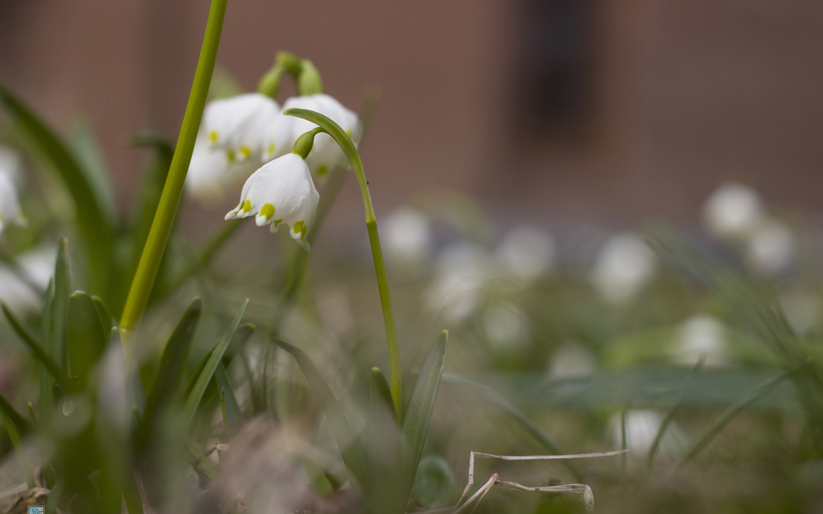 bart, , , , , , , , , spring, flower, snow, side, macro, forest, leaves, bokeh, branches, , , , , , , leucojum