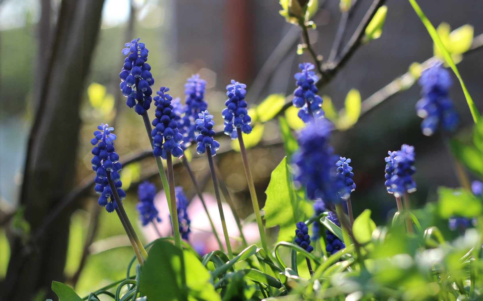 bart, , , , , spring, nature, flowers, plants, , , 