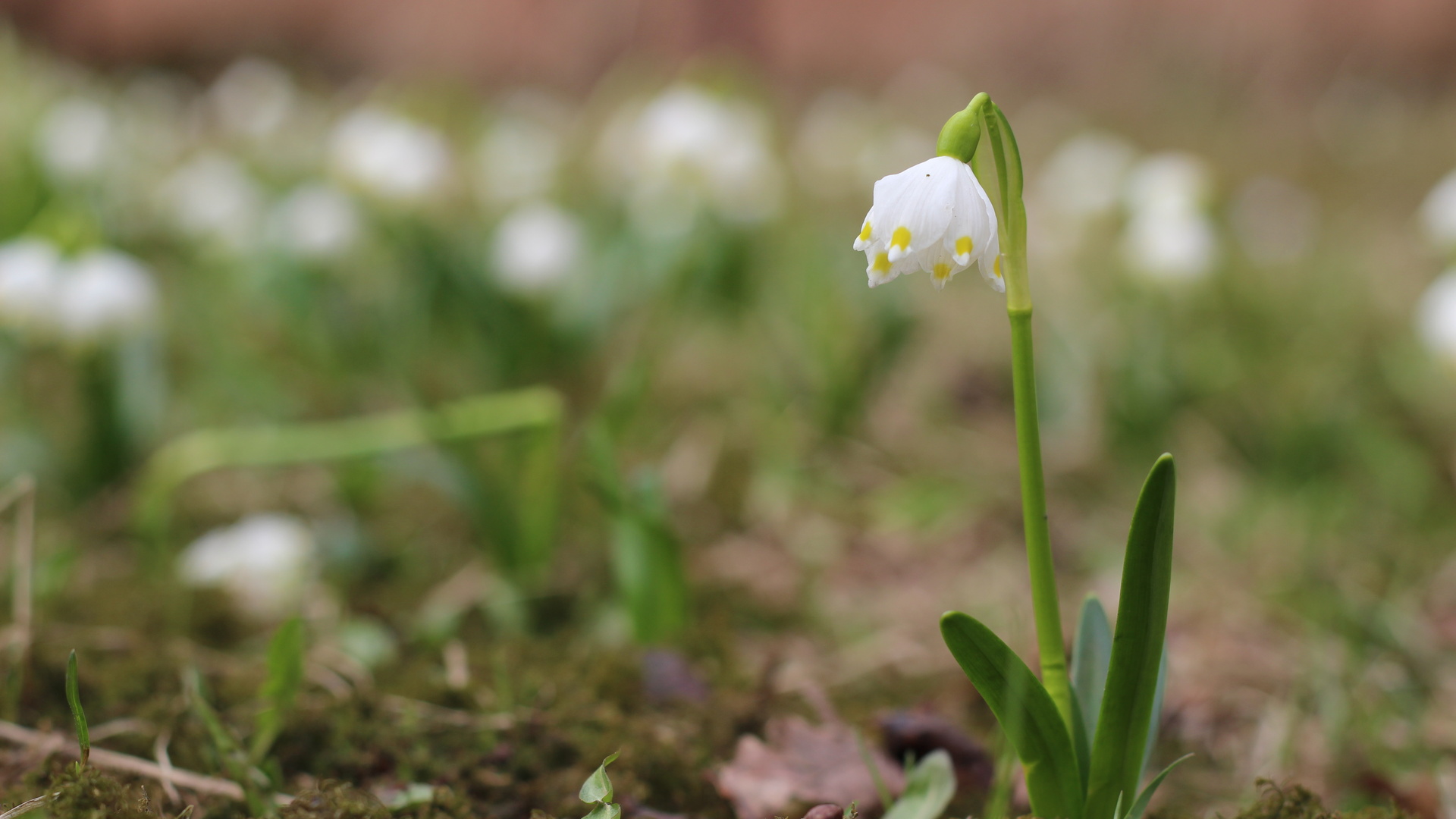 bart, , , , , , , , , spring, flower, snow, side, macro, forest, leaves, bokeh, branches, , , , , , , leucojum