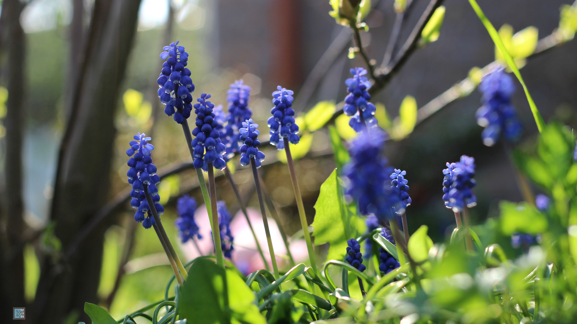 bart, , , , , spring, nature, flowers, plants, , , 