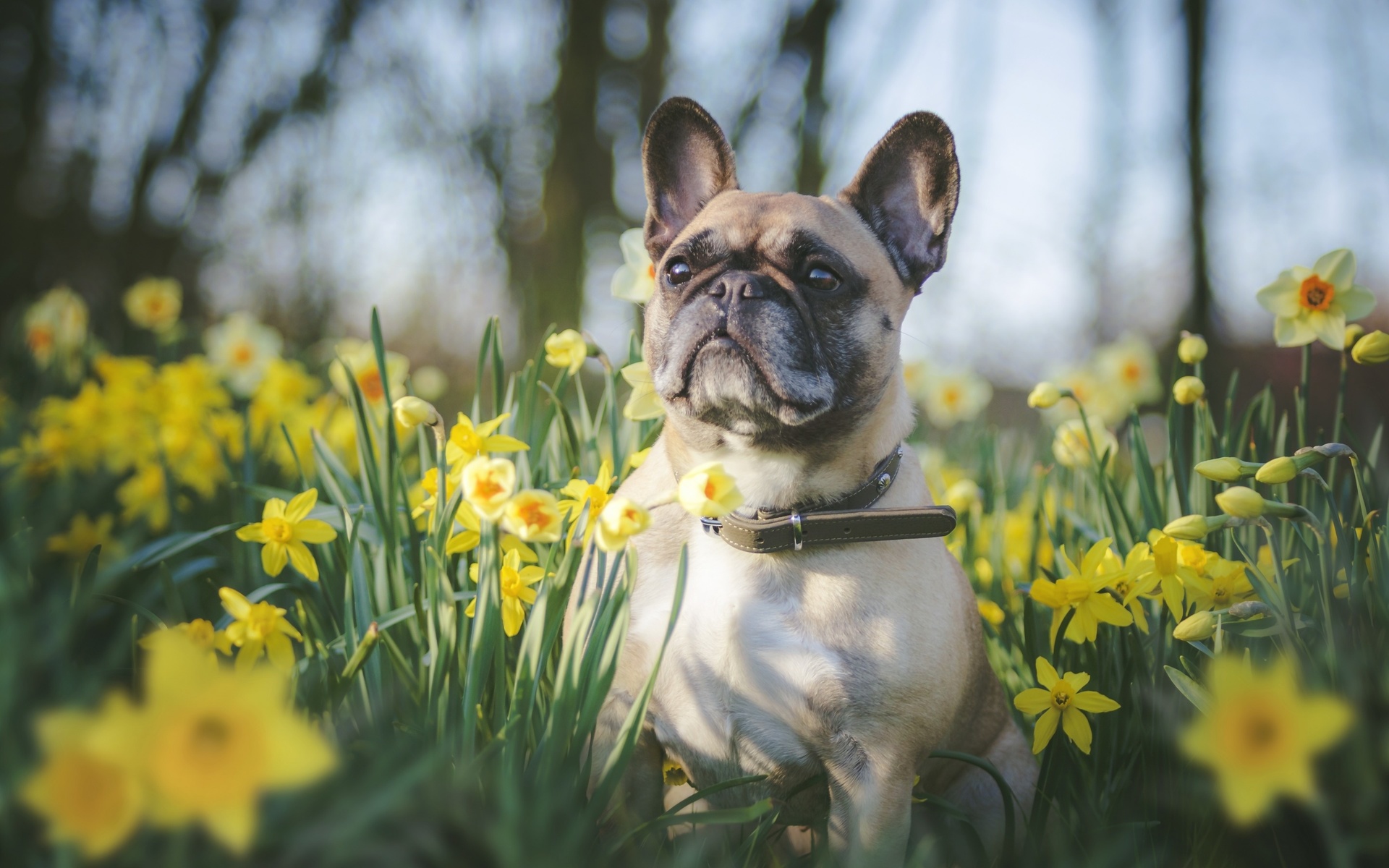 bulldog, small, dog