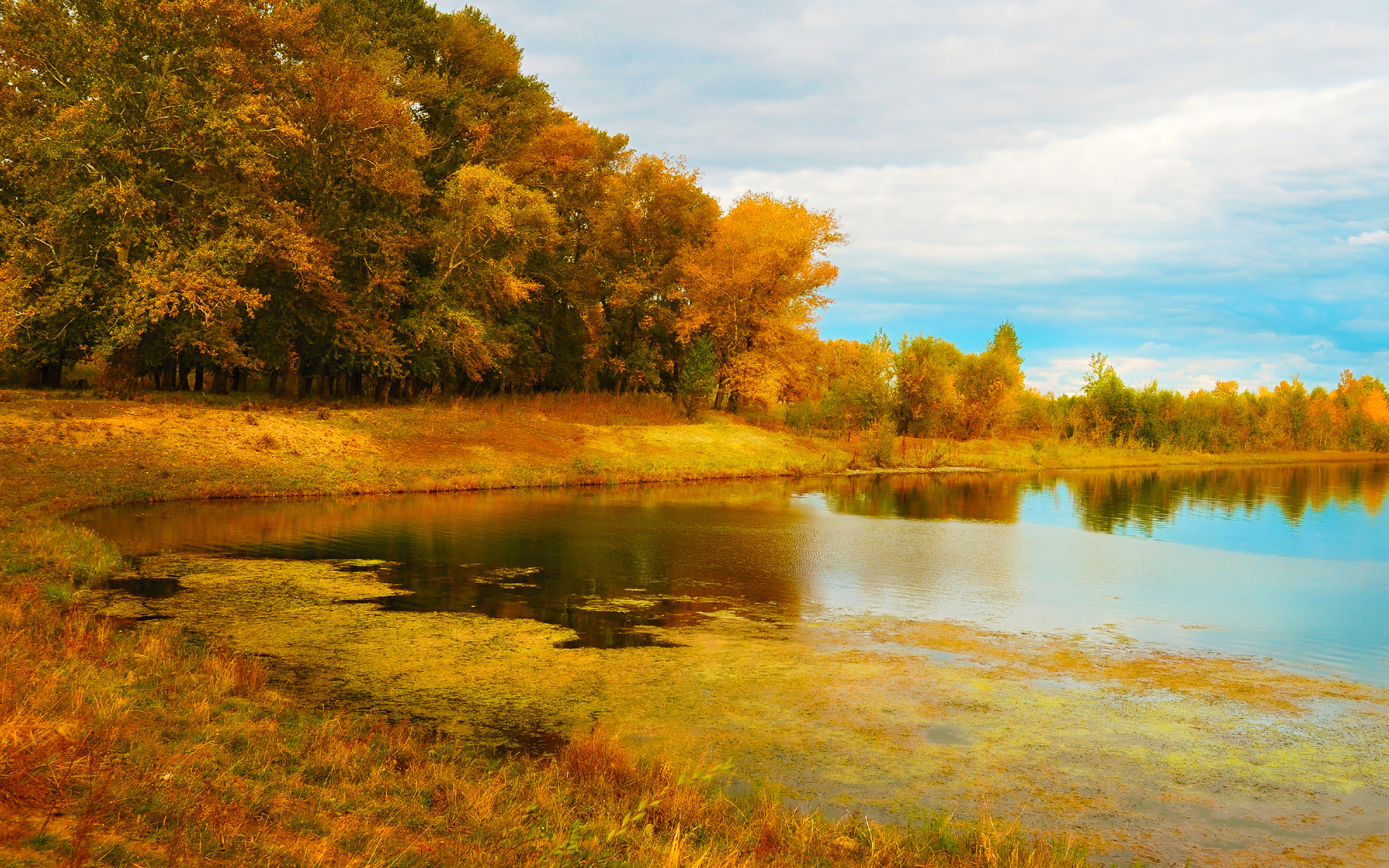 trees, lake, autumn, gold