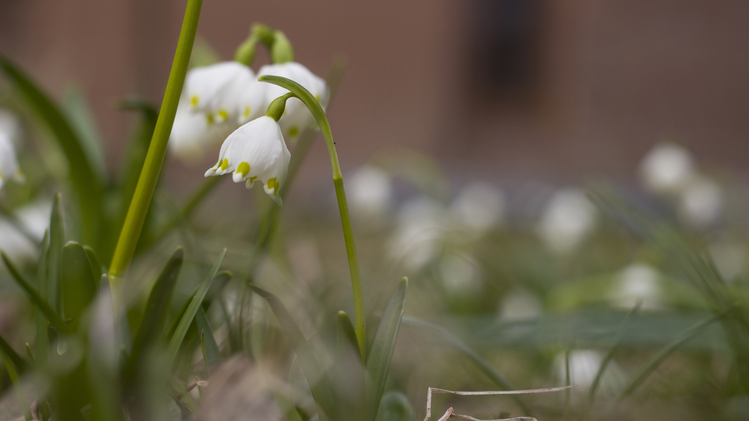 bart, , , , , , , , , spring, flower, snow, side, macro, forest, leaves, bokeh, branches, , , , , , , leucojum