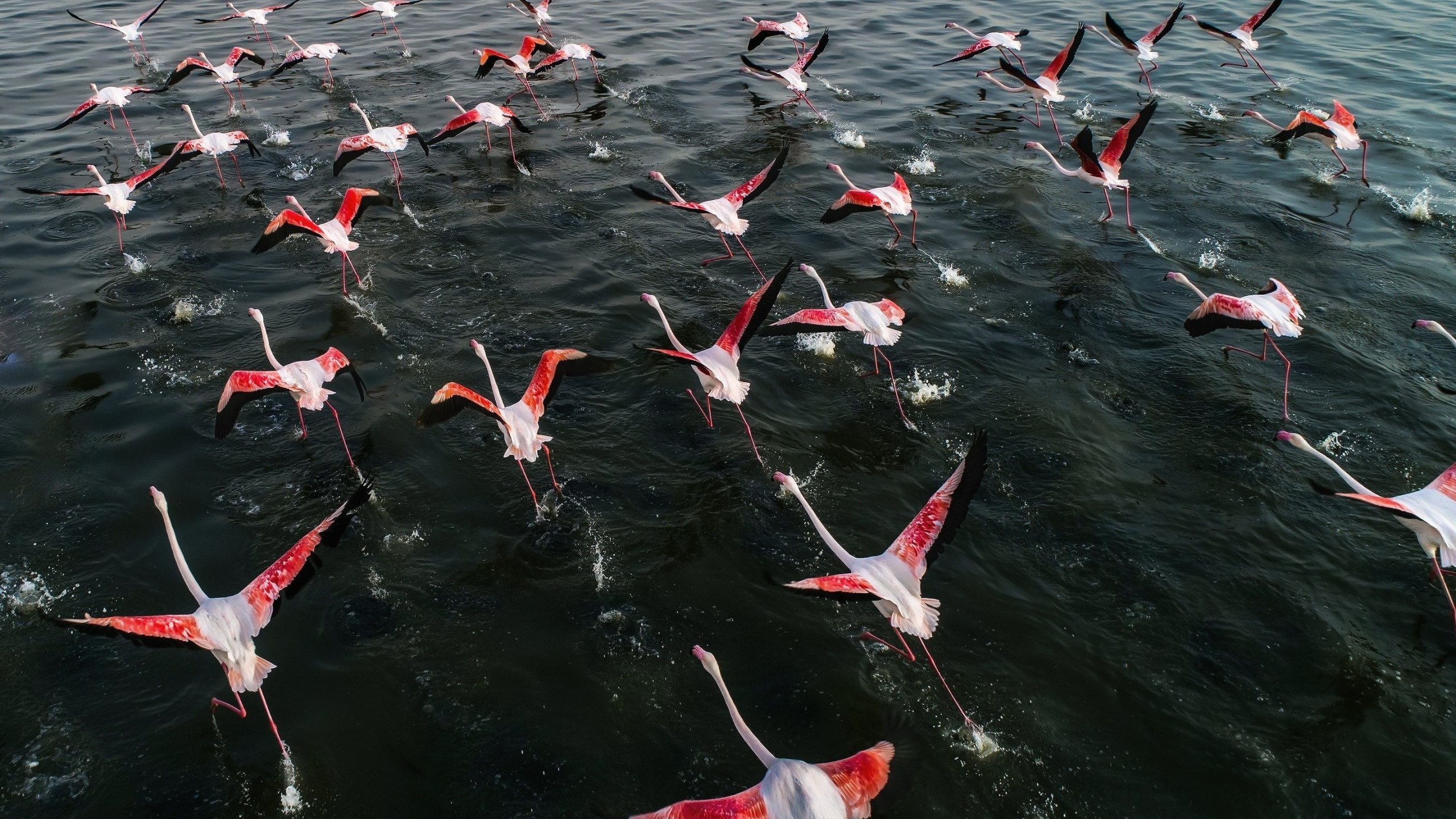 flamingo, birds, , , 