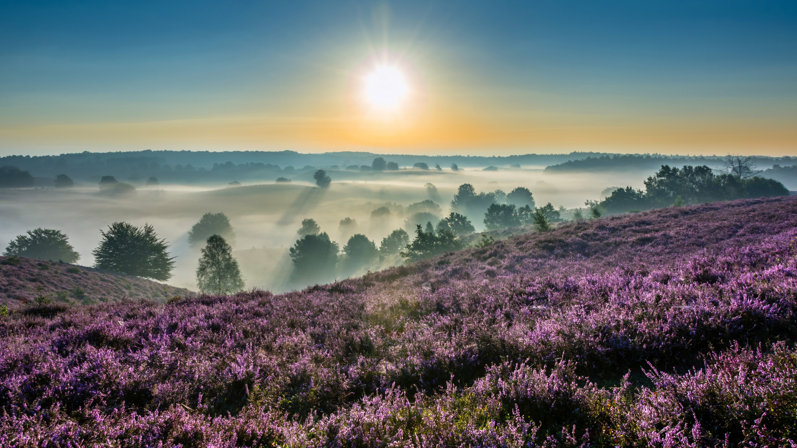 , , ,  , hoge veluwe, national park, , -, , , , , , , 