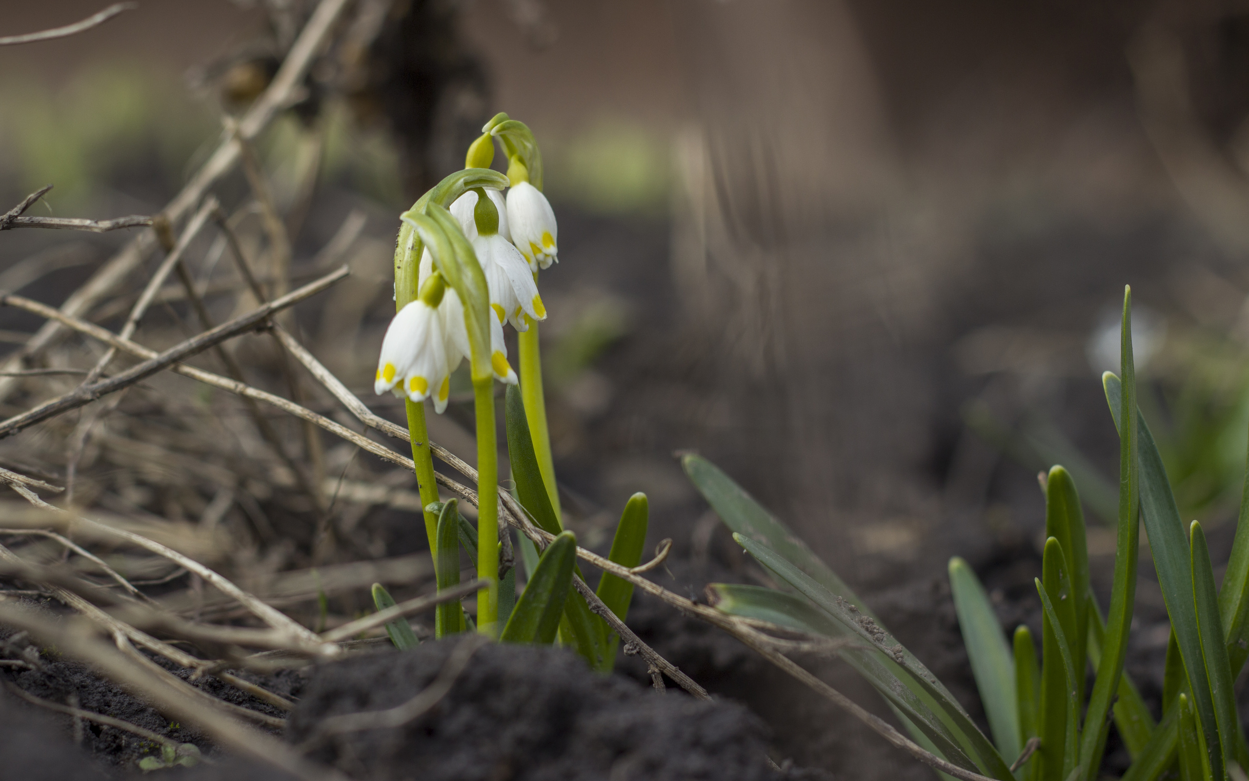 bart, , , , , , , , spring, flower, side, macro, forest, leaves, bokeh, branches, , , , , , leucojum