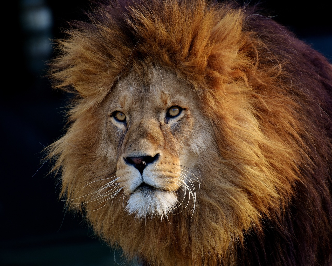 , lion