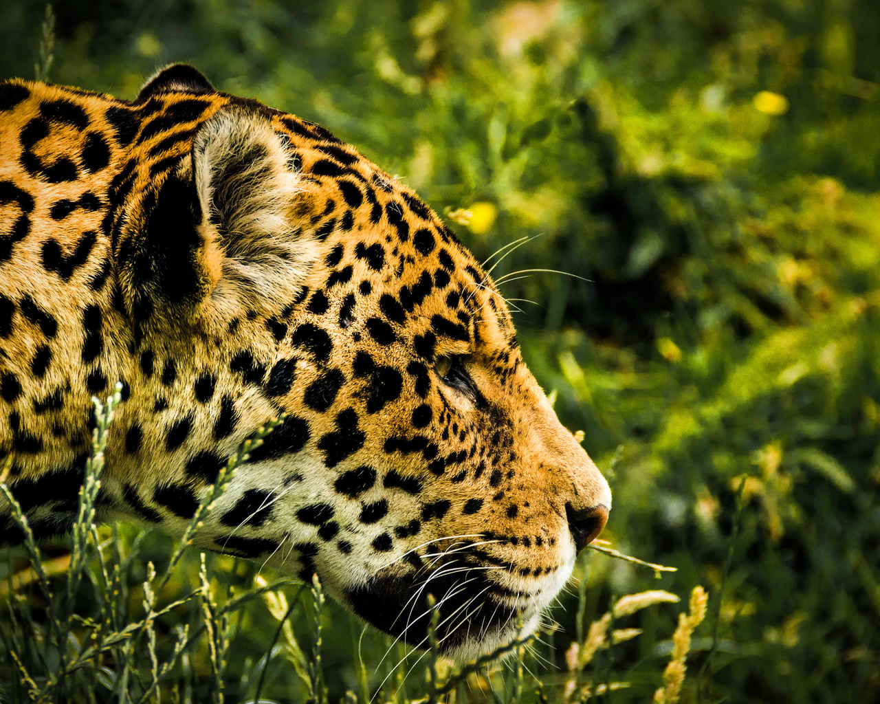 jaguar, predators, jungle