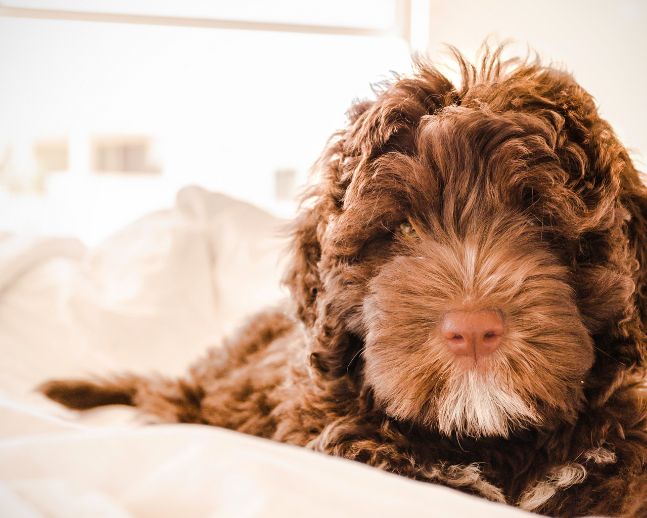 labradoodle, dog, , , 