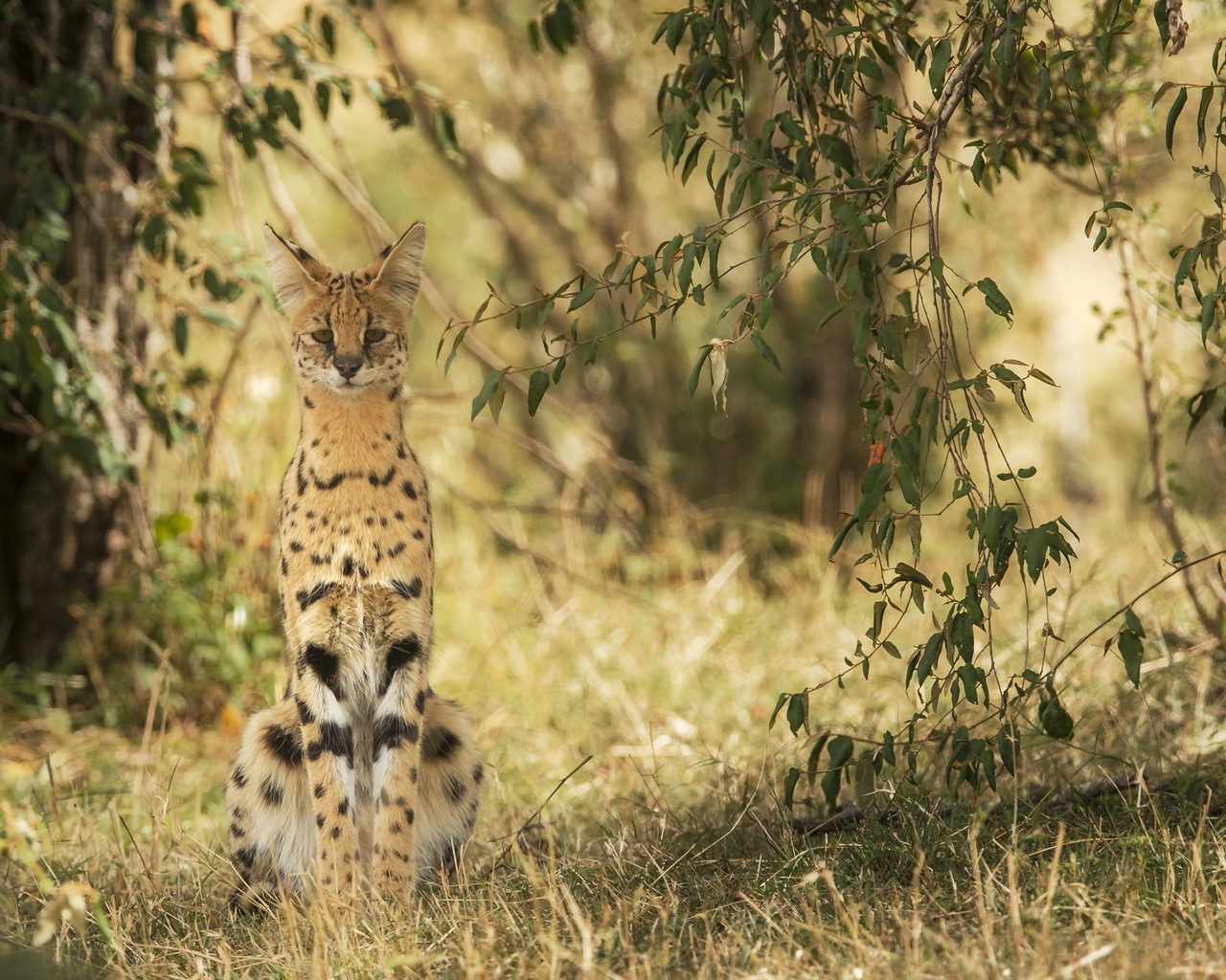 serval, 