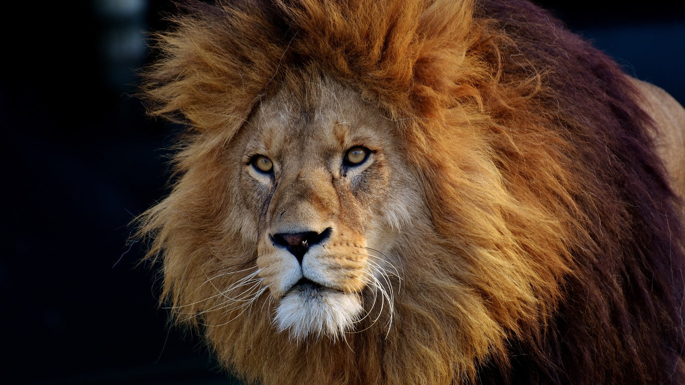 , lion