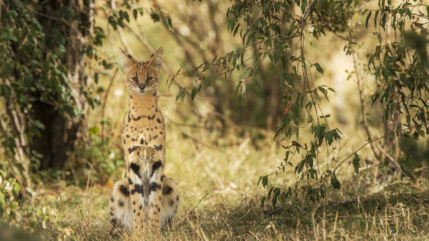 serval, 