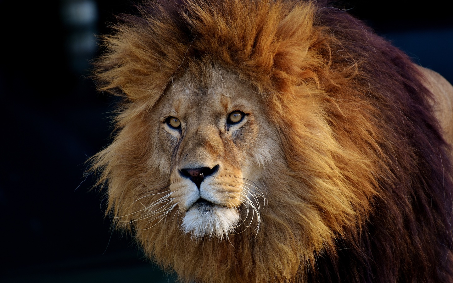 , lion