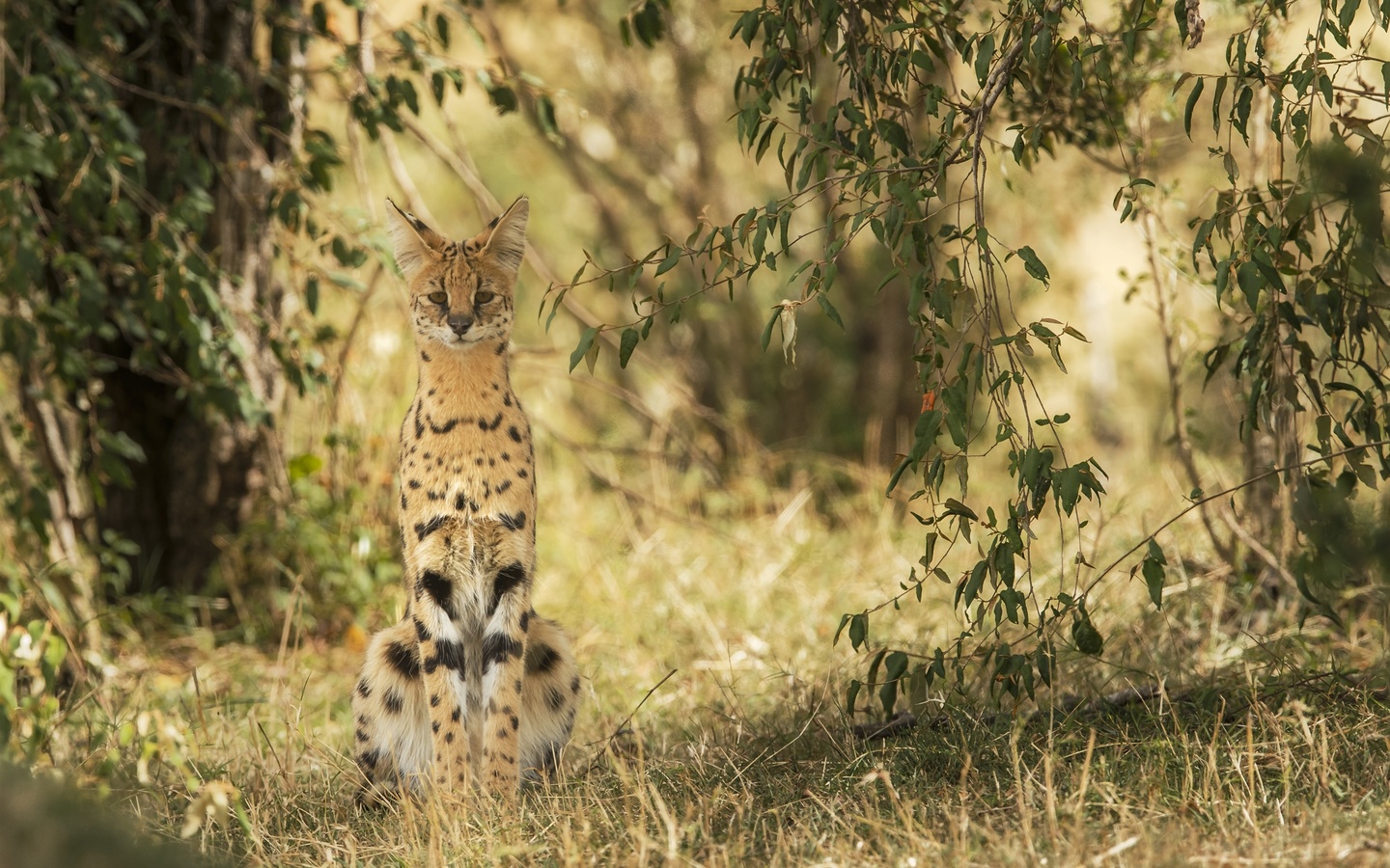 serval, 