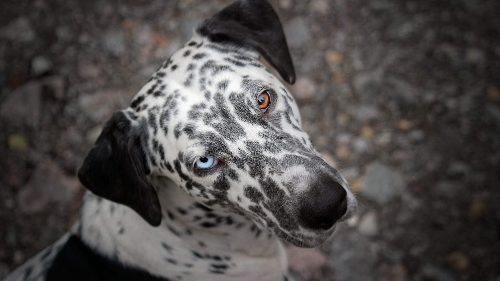 dalmatian, dog