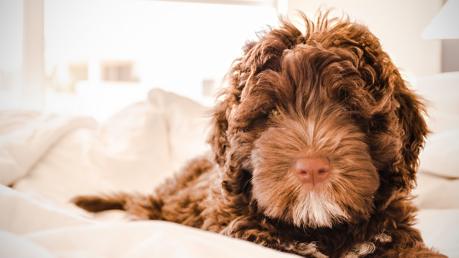 labradoodle, dog, , , 