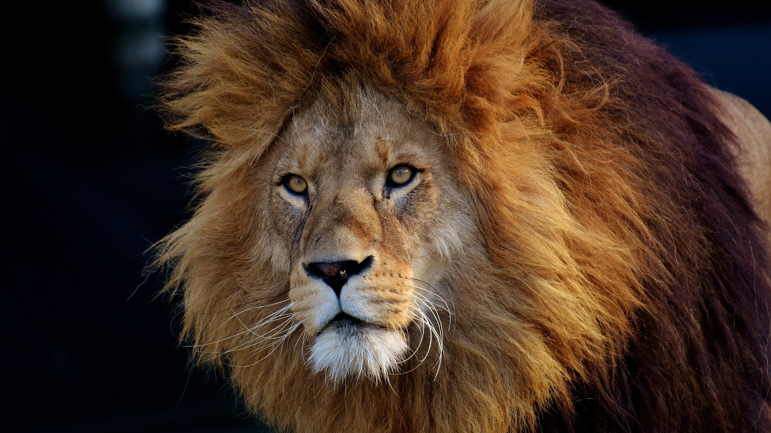 , lion