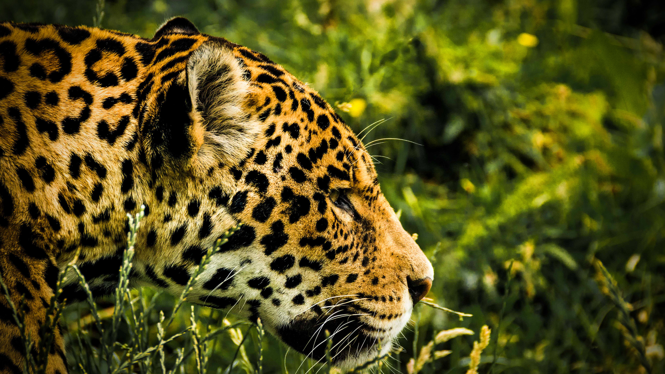 jaguar, predators, jungle