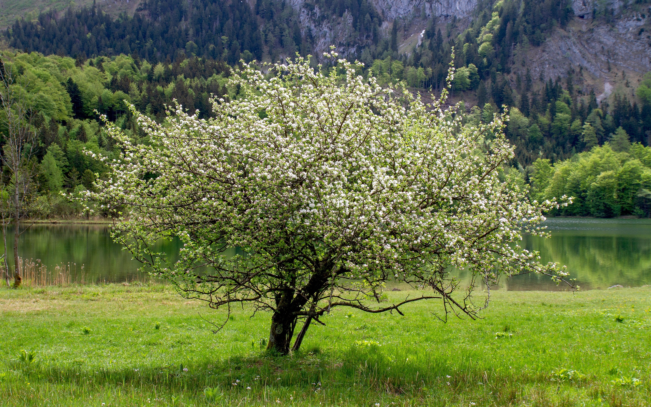Деревья весной