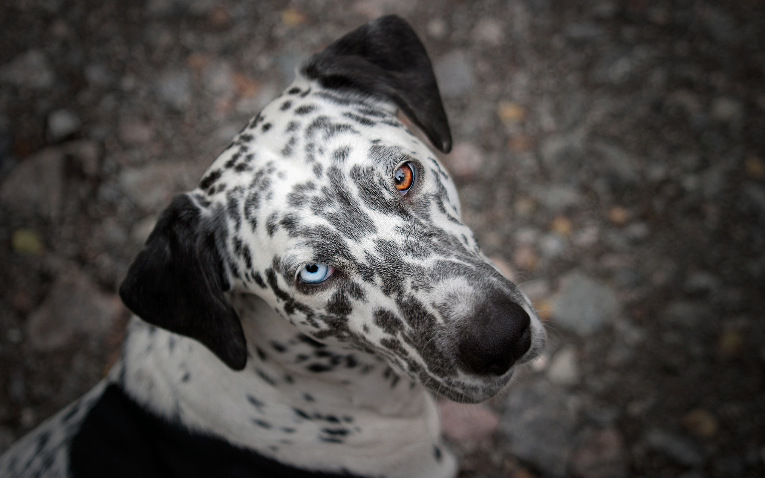 dalmatian, dog