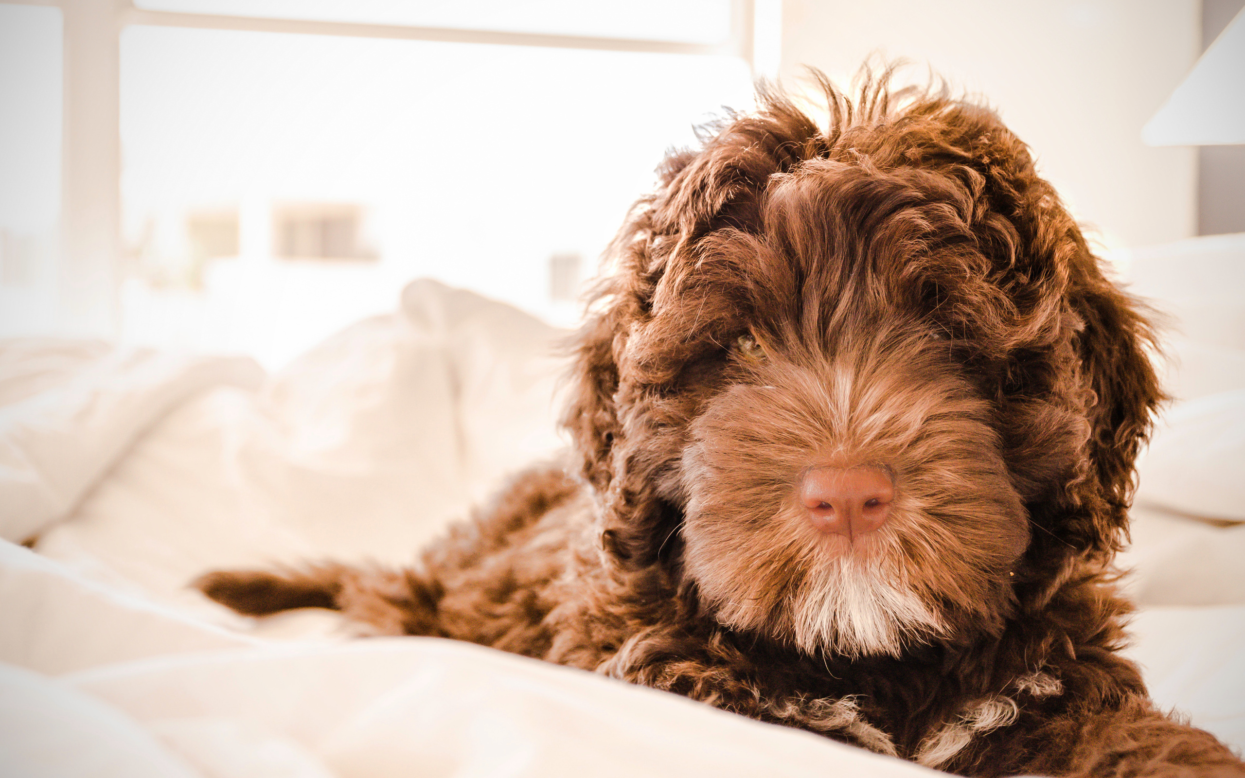 labradoodle, dog, , , 