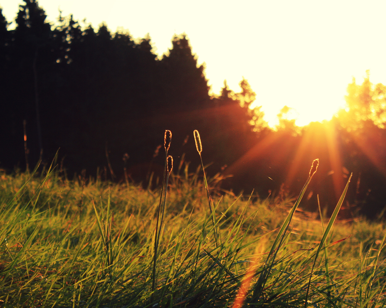 the sun, grass, sunset