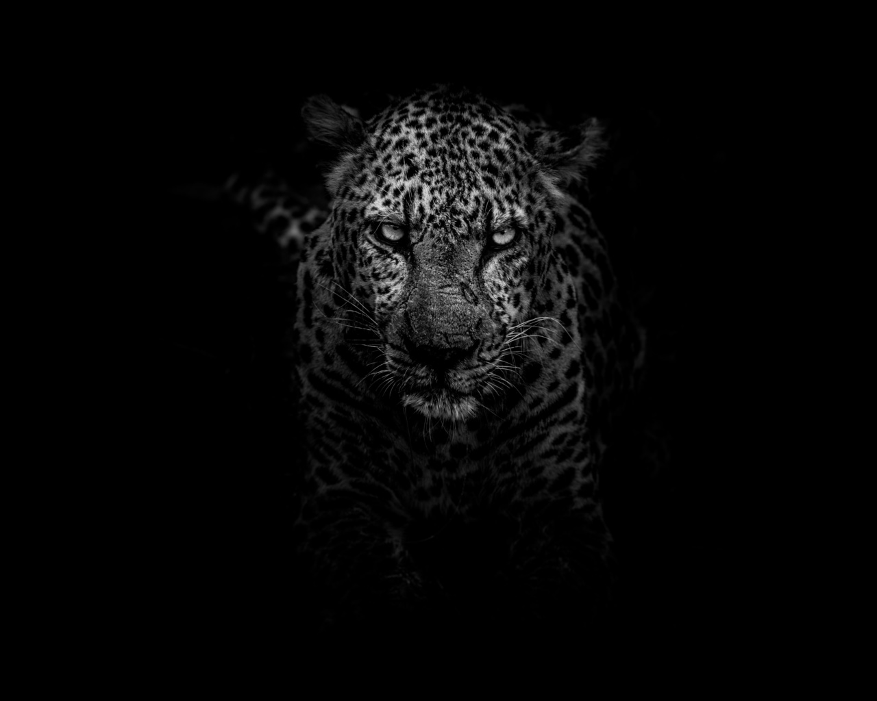 leopard, dark, 