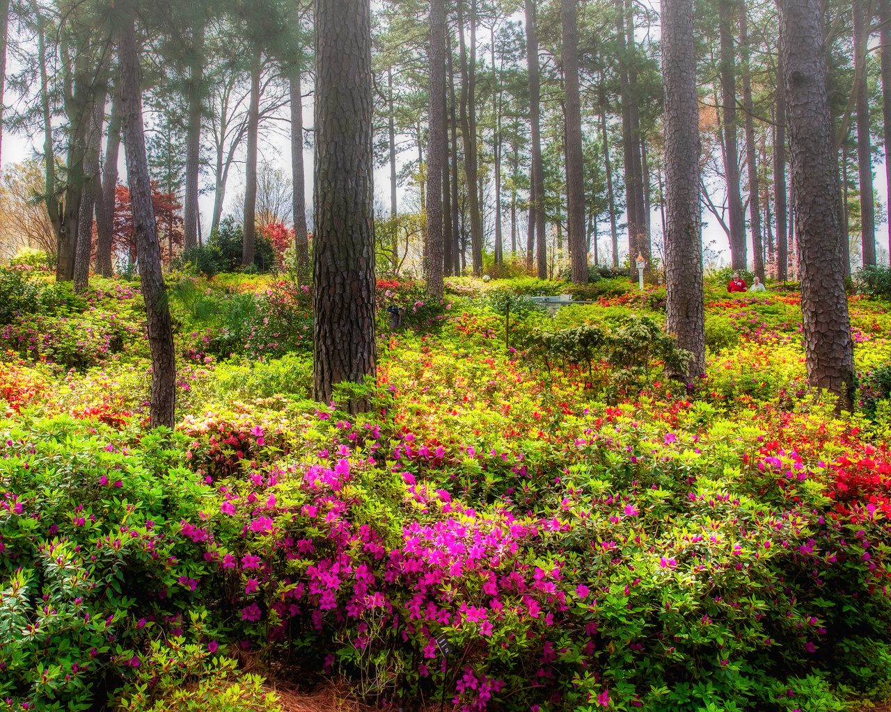 , azalea garden raleigh, , , 