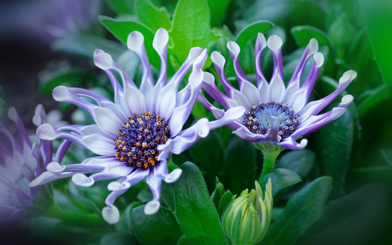 , , , osteospermum, , , , 