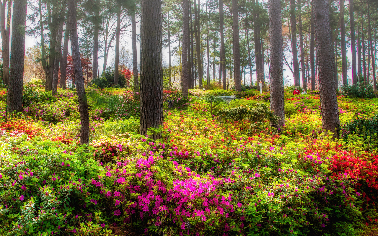 , azalea garden raleigh, , , 