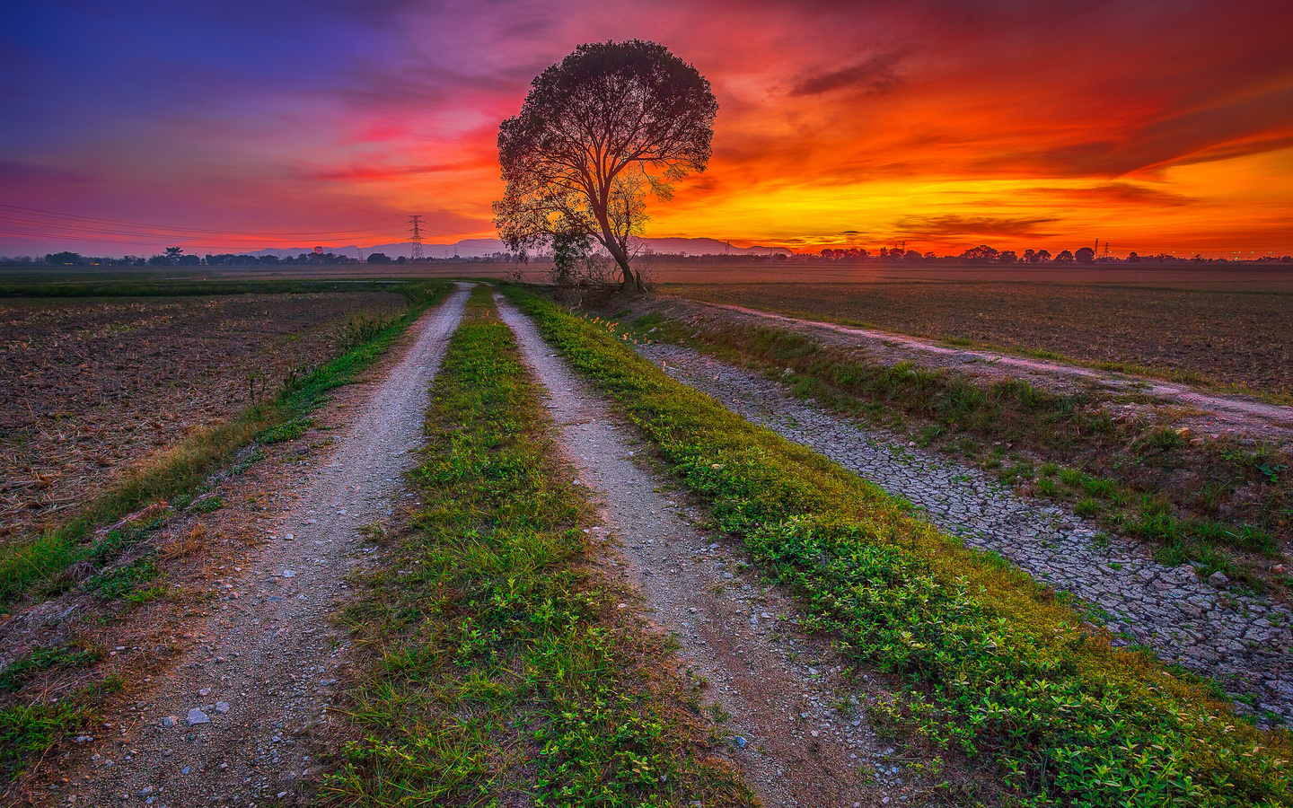 tree, field, glow, road, the sky, clouds, sunset