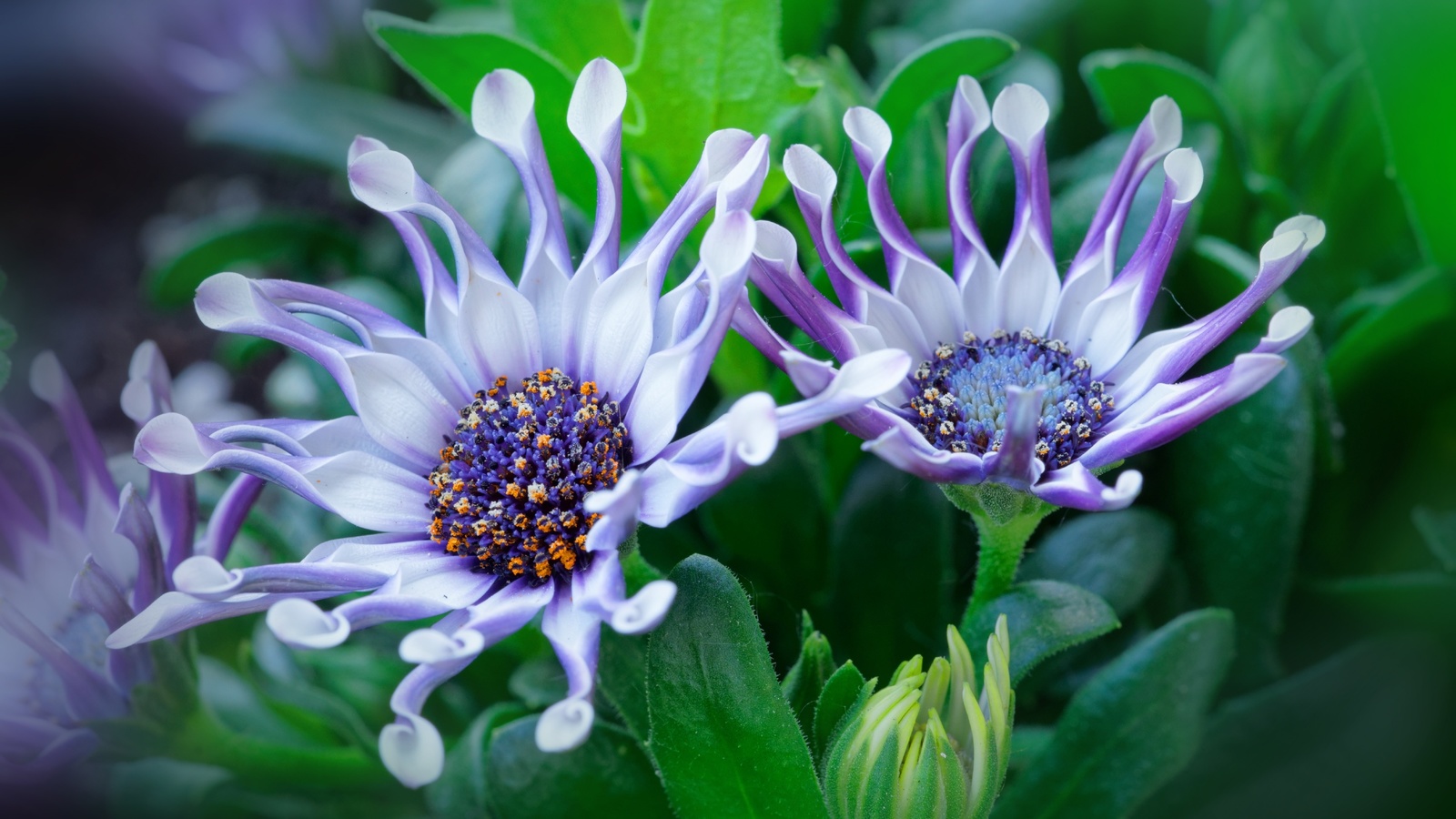 , , , osteospermum, , , , 