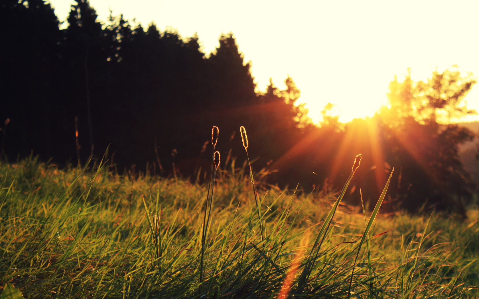 the sun, grass, sunset