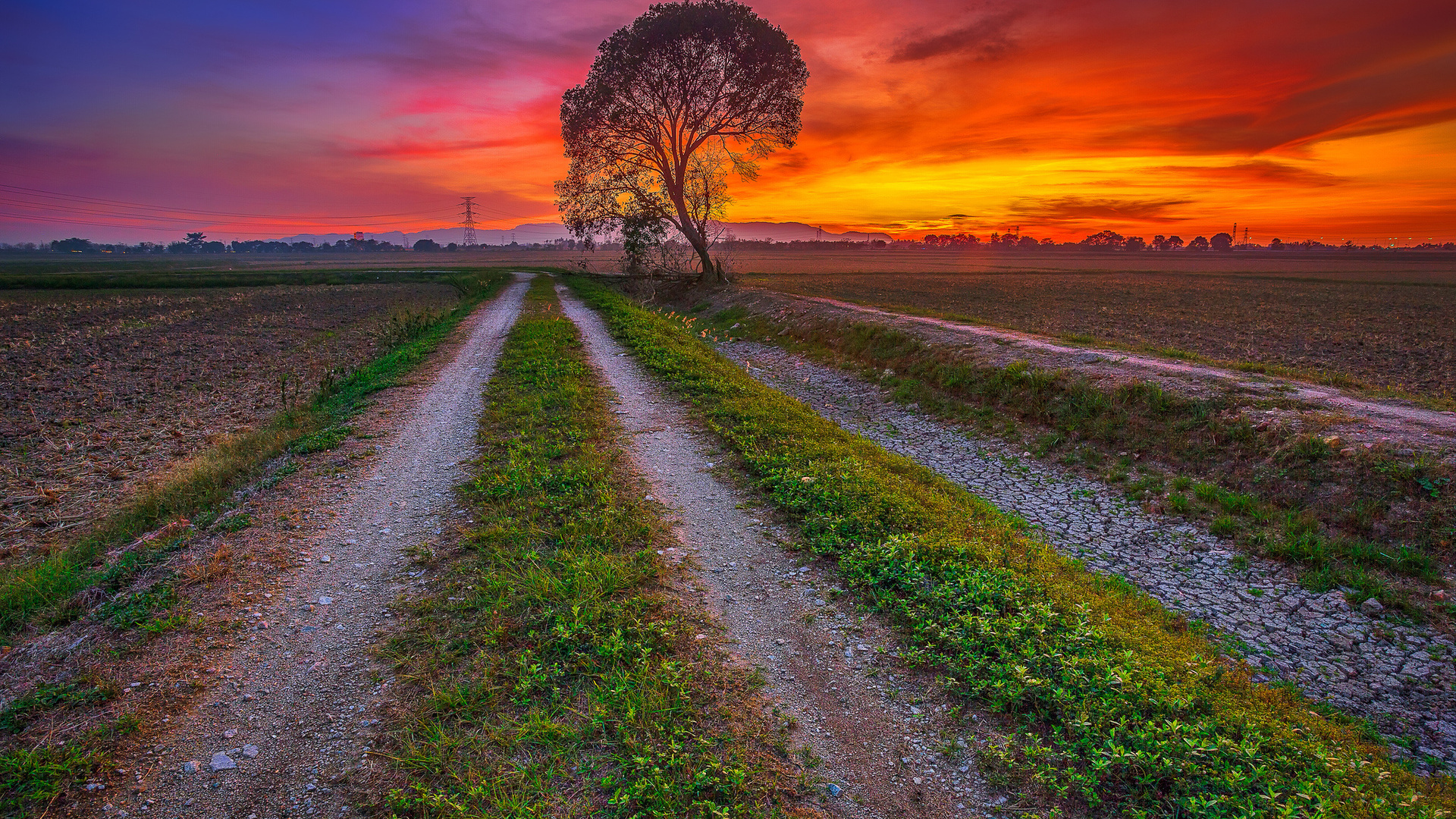 tree, field, glow, road, the sky, clouds, sunset