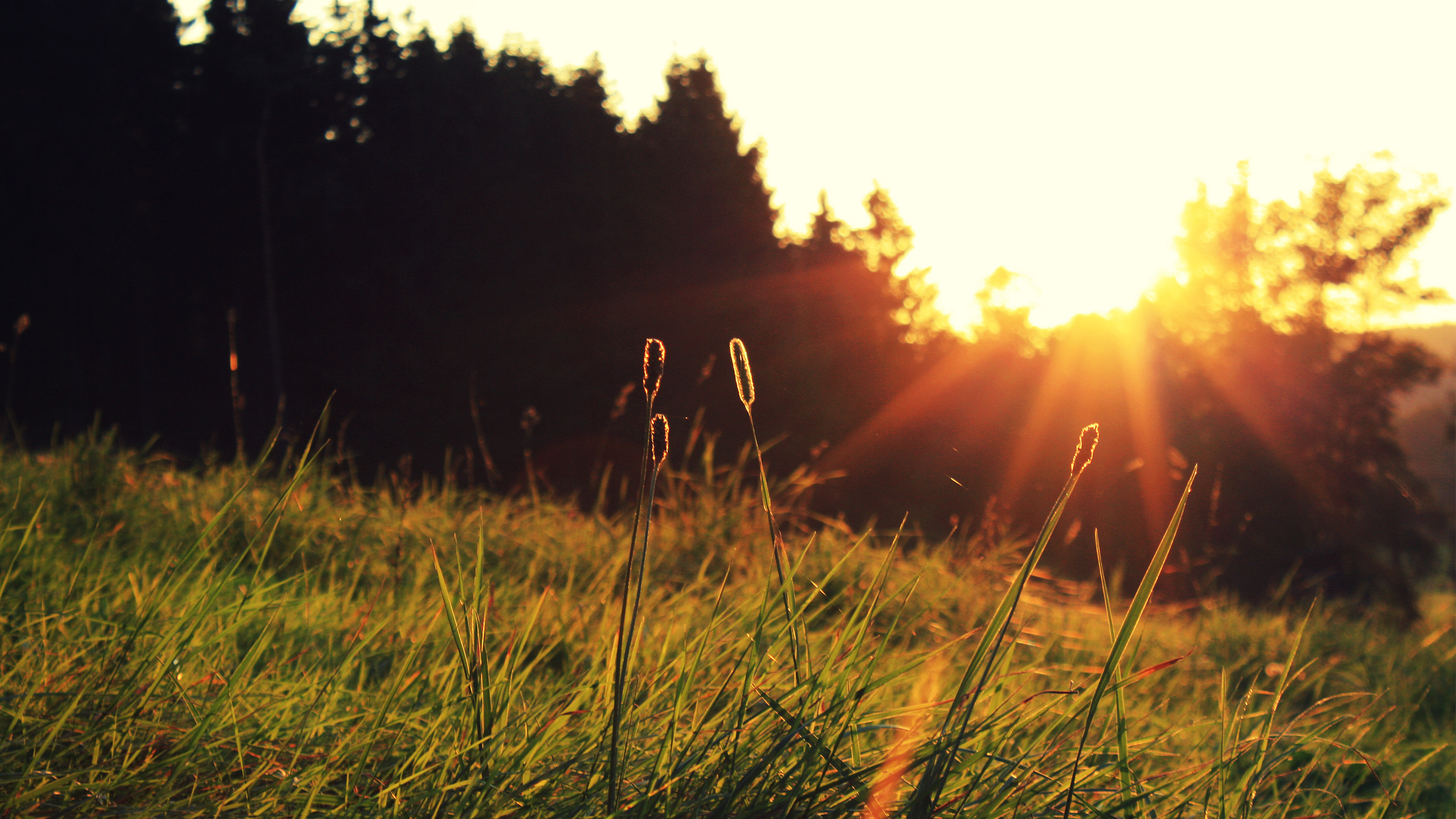 the sun, grass, sunset