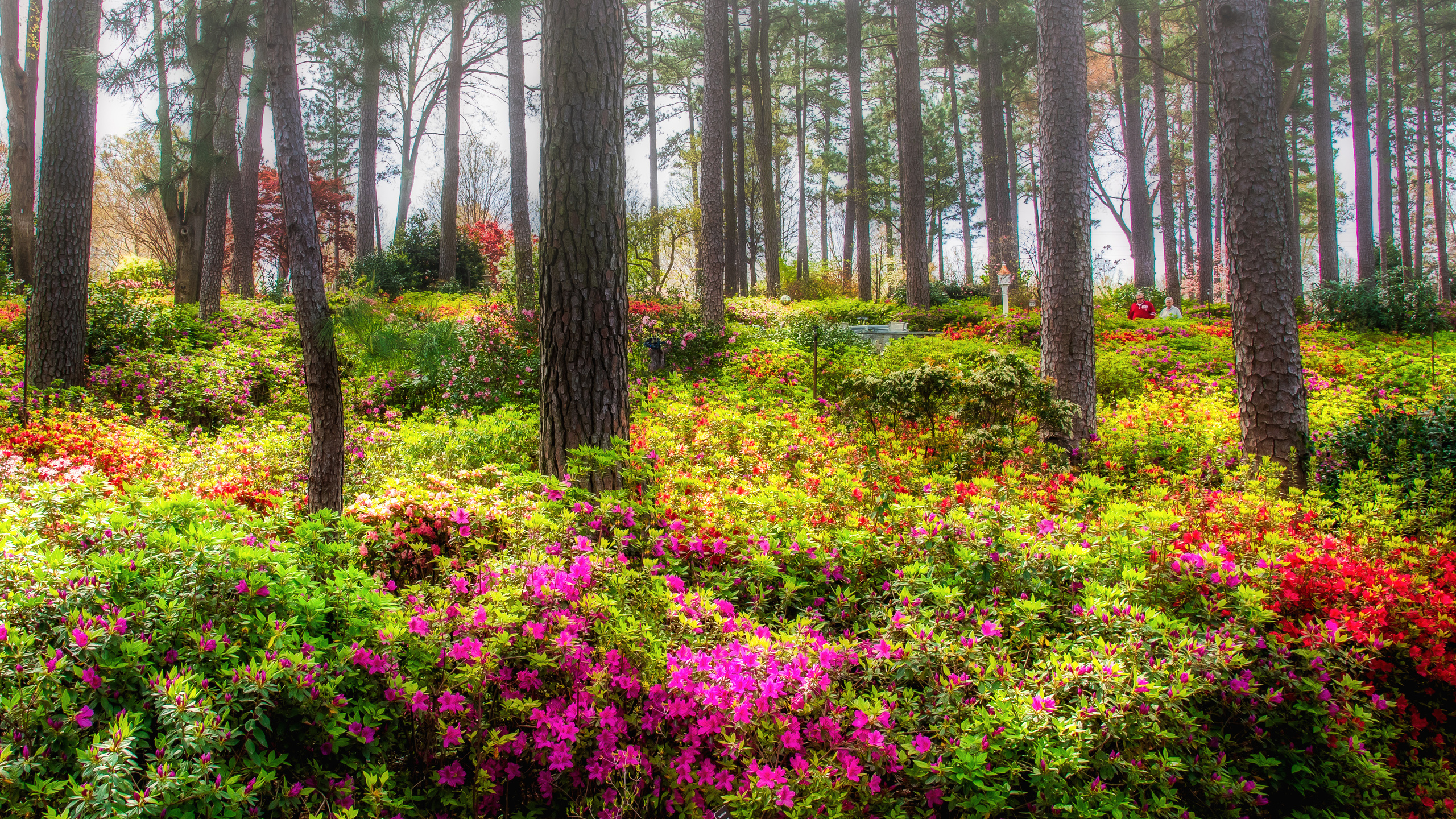 , azalea garden raleigh, , , 