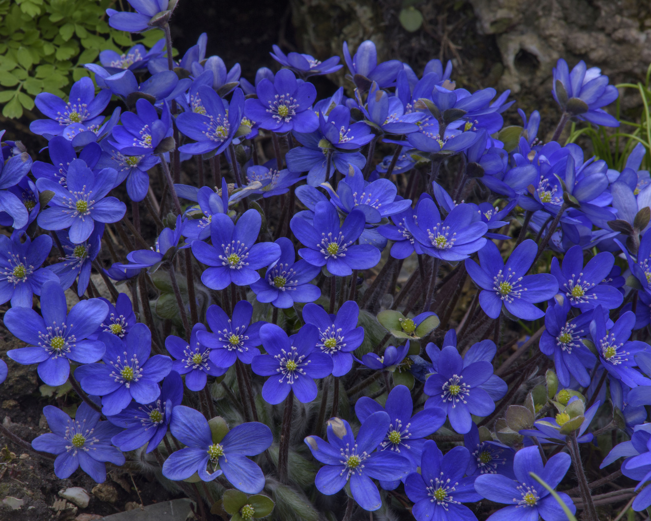  , hepatica, , 