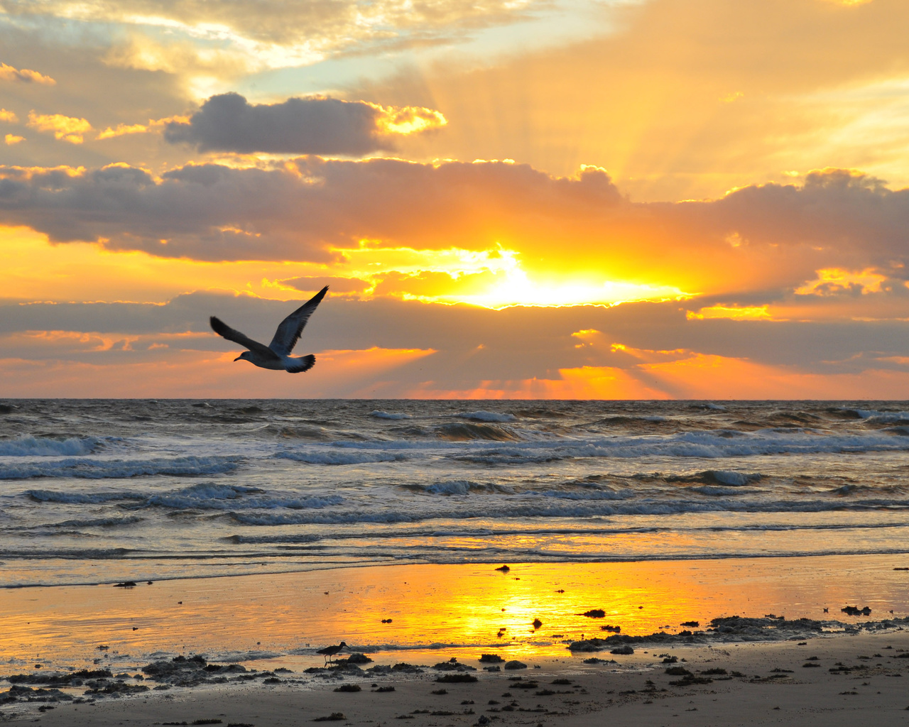 sand, sea, wave, beach, the sky, the sun, flight, landscape, sunset, clouds, nature, stones, bird, wings, horizon, flies