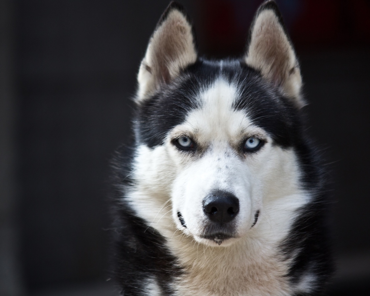 husky, blue eyes, cute, animals, dogs