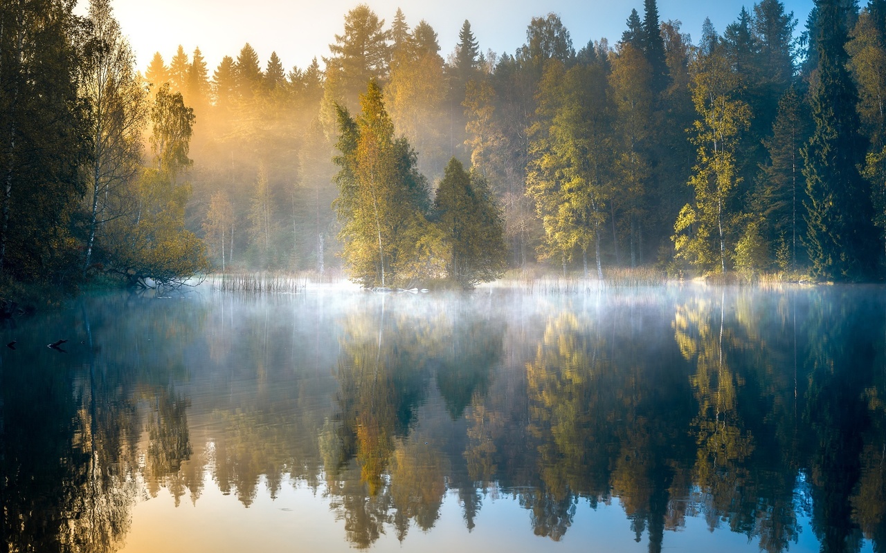 forest, autumn, dawn, finland, lake, trees, fog, reflection, morning