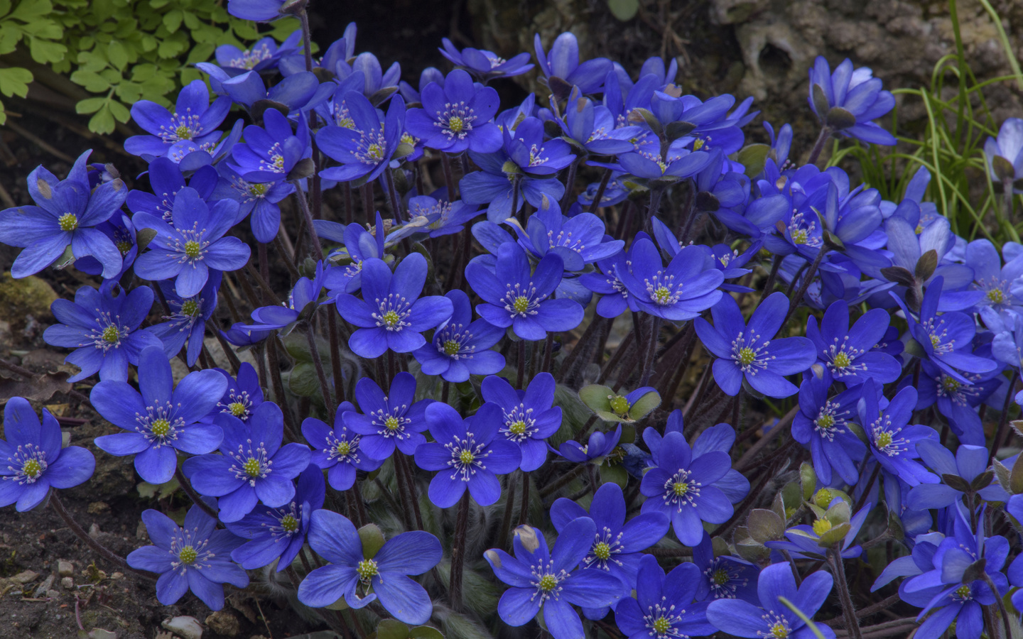  , hepatica, , 