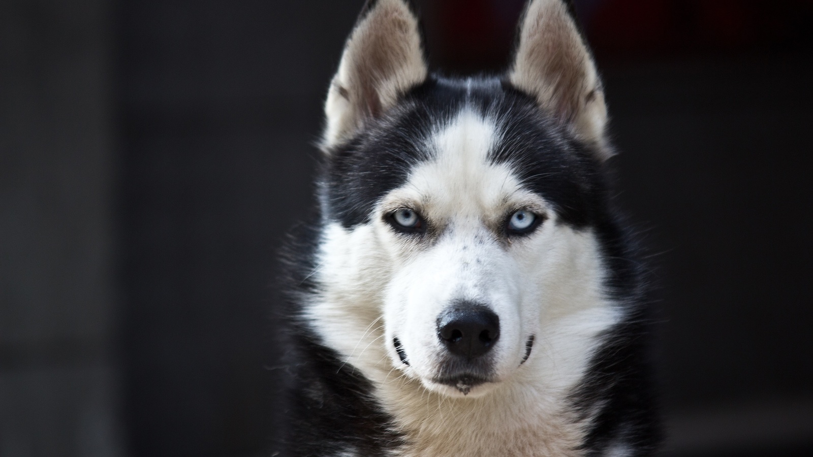 husky, blue eyes, cute, animals, dogs