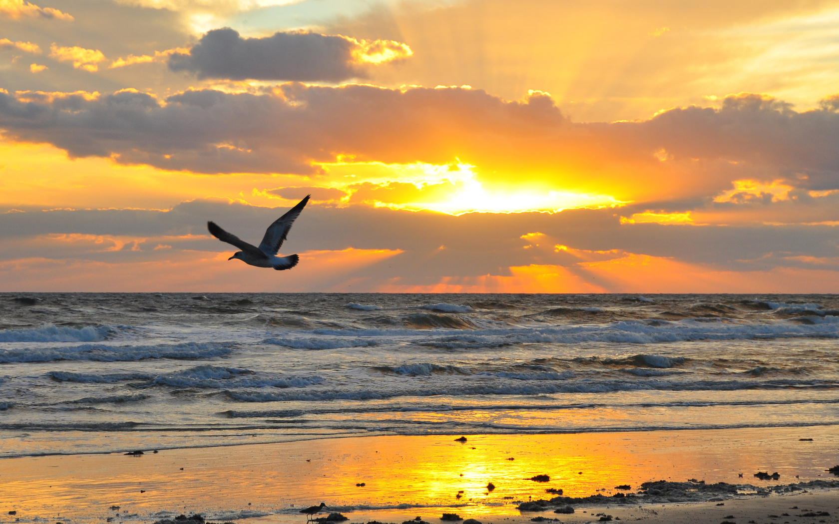 sand, sea, wave, beach, the sky, the sun, flight, landscape, sunset, clouds, nature, stones, bird, wings, horizon, flies