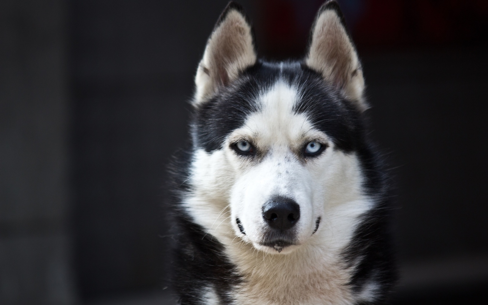 husky, blue eyes, cute, animals, dogs