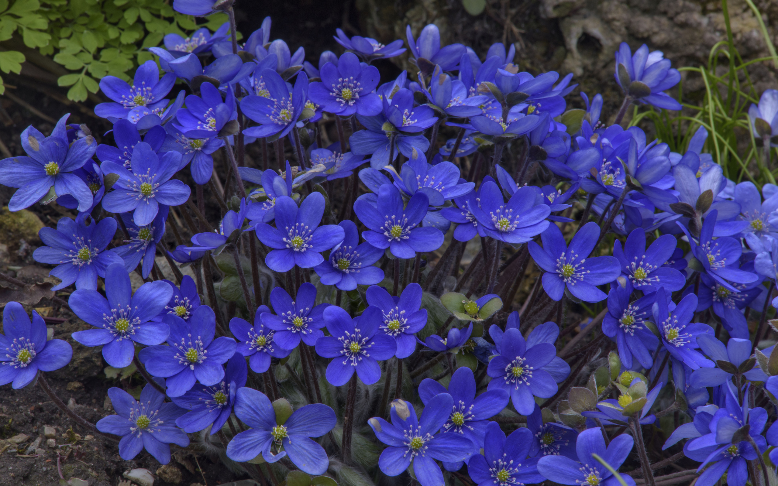  , hepatica, , 