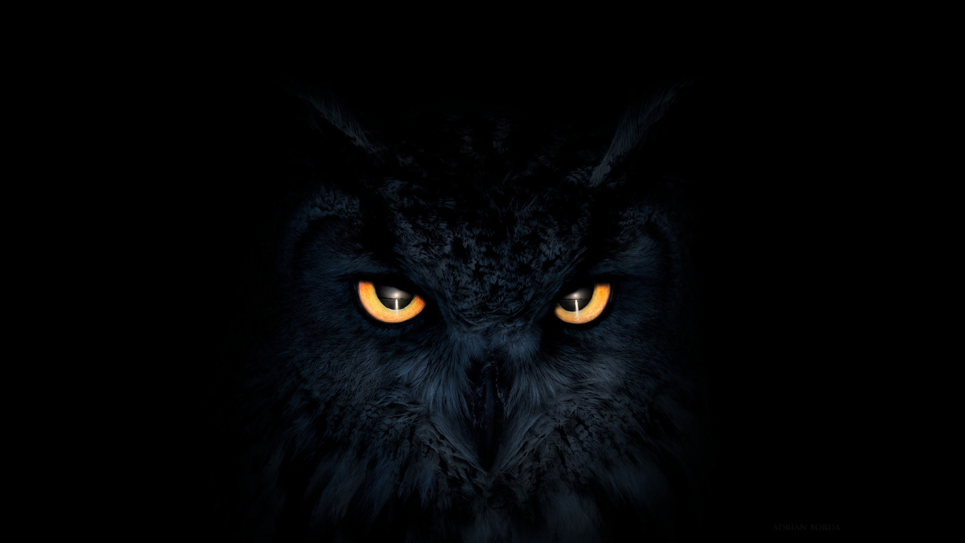 owl, dark