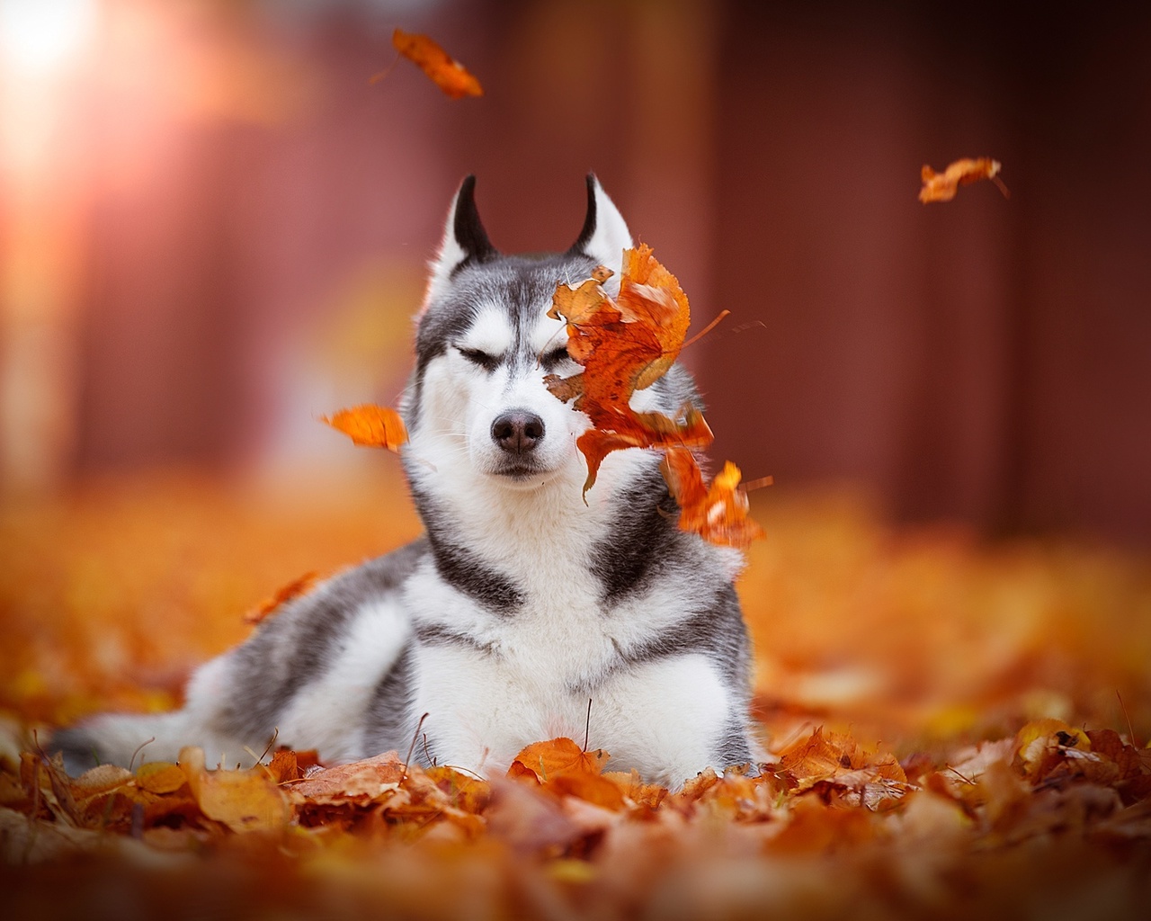 siberian husky, , 